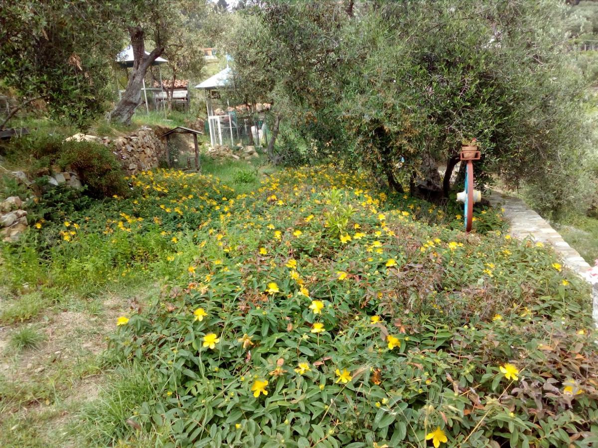 Villa Imperia إمبيريا المظهر الخارجي الصورة